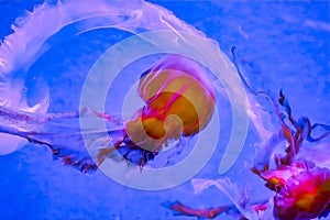 Jellyfish swimming in blue water with long tentacles trailing behind