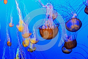 Jellyfish swimming in a downward pattern