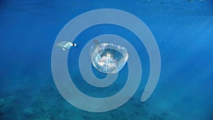 Jellyfish while swimming free in the crystal clear of the coast illuminated by the sun\'s rays underwater while diving in