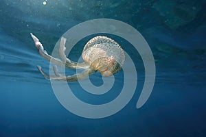 Jellyfish while swimming free in the crystal clear of the coast illuminated by the sun\'s rays underwater while diving in