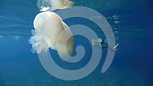 Jellyfish while swimming free in the crystal clear of the coast illuminated by the sun's rays underwater while diving in