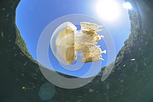 Jellyfish Swimming Freely in Clear Water of Jellyfish Lake of Palau