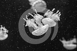 Jellyfish swimming in the open sea