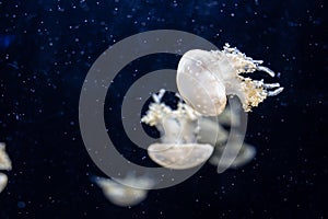 Jellyfish swimming in the open sea