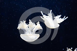 Jellyfish swimming in the open sea