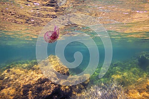 Jellyfish swimming in the sea near the rocks