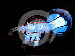 jellyfish swimming in the sea under a blue light in the dark