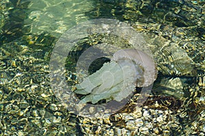 Jellyfish swimming in shallow ocean water near the rocky coast at Brighton le sands beach, Sydney, Australia.