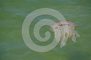 Jellyfish swimming in shallow ocean water near the rocky coast at Brighton le sands beach, Sydney, Australia.