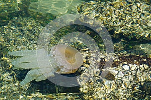 Jellyfish swimming in shallow ocean water near the rocky coast at Brighton le sands beach, Sydney, Australia.