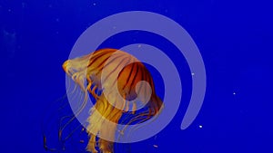 Jellyfish Swimming Underwater