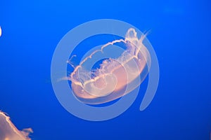 A jellyfish swimming underwater