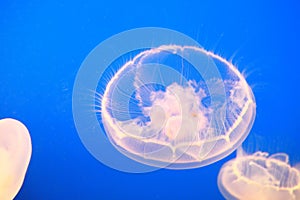 A jellyfish swimming underwater