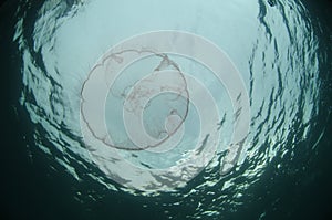 Jellyfish swimming underwater in ocean