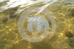 Jellyfish swims in the Sea of Azov. Close-up