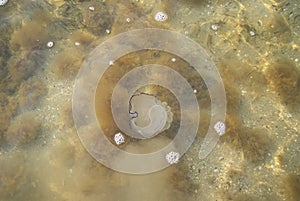 Jellyfish swims in the Sea of Azov. Ripple Water photo