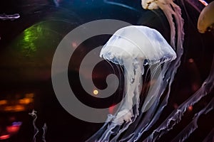 Jellyfish in Tank
