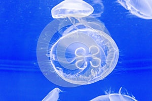 Jellyfish in tank with blacklight