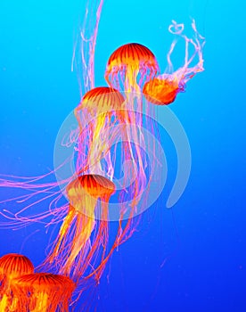 The jellyfish with thin tentacles