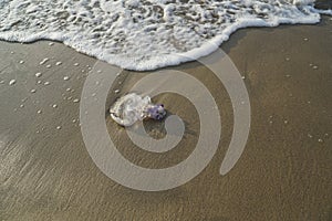 Jellyfish thrown by the waves on the sandy shore