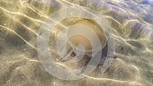 JellyFish at Transparent Water