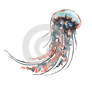Jellyfish in turquoise, blue and coral colors. Hand drawn watercolor illustration. Sea animals, underwater world