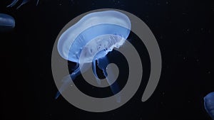 Jellyfish underwater on black