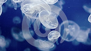 Jellyfish Underwater Footage with glowing medusas