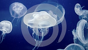 Jellyfish Underwater Footage with glowing medusas