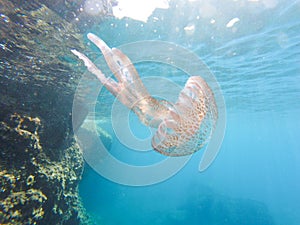 Jellyfish underwater, pelagia noctiluca