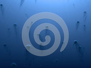 Jellyfish underwater scene