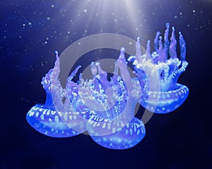 Jellyfish underwater. Spotted lagoon jellyfish mastigias papua