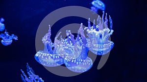 Jellyfish underwater. Spotted lagoon jellyfish mastigias papua