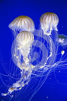 Jellyfish in Valencia aquarium