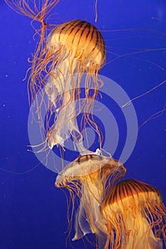 Jellyfish at Vancouver Aquarium, Stanley Park, BC