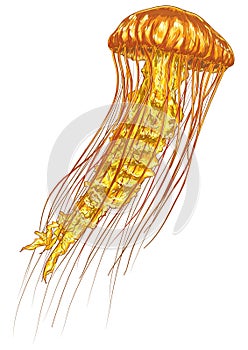 Jellyfish. Vector illustration decorative design