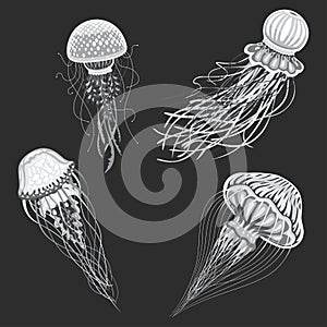 Jellyfish vector isolated cartoon set of icons