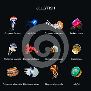 Jellyfish vector set in flat style design. Different kind of underwater life species icons collection.