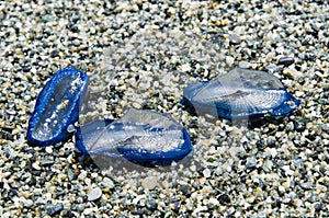 Jellyfish Velella beached on the sand
