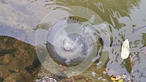 Jellyfish in Vembanad lake, Kerala, India