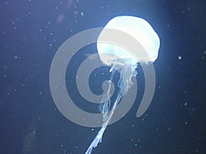 Jellyfish
