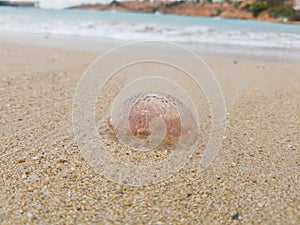 Jellyfish was thrown out by a wave on the sandy coast