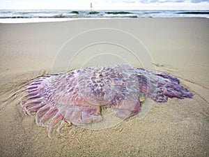 Jellyfish wash up on the beach dead during the low tide on the sea shore.