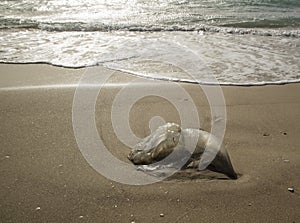 A Jellyfish Washed Ashore