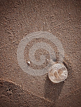 Jellyfish Washed Ashore