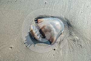 Jellyfish washed ashore