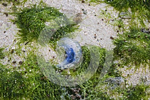 Jellyfish Washed Ashore