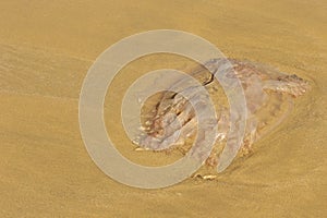 A jellyfish washed ashore on a beach