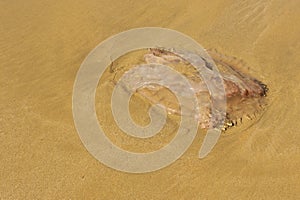 A jellyfish washed ashore on a beach