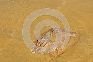 A jellyfish washed ashore on a beach